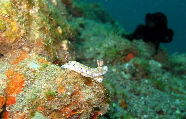 Hypselodoris kanga